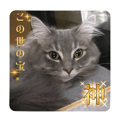 pikasan_20250219124701