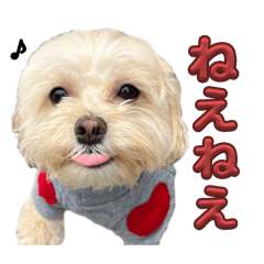 mochi_20250219130346