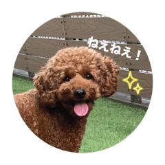momo_20250219144807