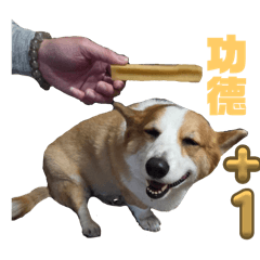 多多（柯基）日常用貼圖