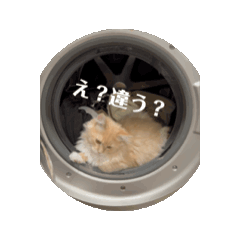 mayu_20250219142926