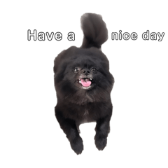 黑色的博美叫黑熊3