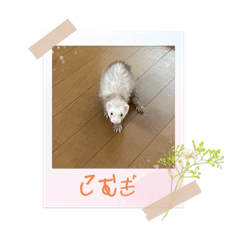 komugi_20250219171004