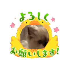 丁滿的日常2