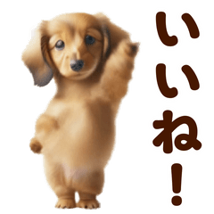 踊る!ダックスフント