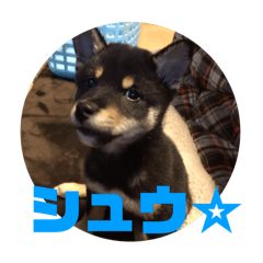 shukun_stanp