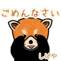 Shigeya's lesser panda