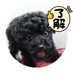 Hayato_komari