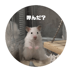 hinata_20250219225335