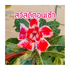รูปที่พ่อเป็นคนถ่าย