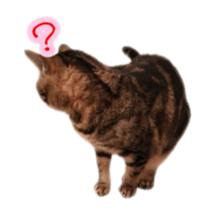 みーちゃんぱぉんその他日常①