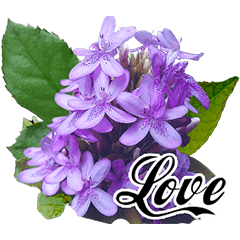 Love Flowers Greeting