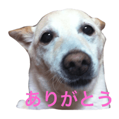 ラブラドールと柴犬のミックス犬 Line スタンプ Line Store