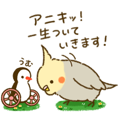 大袈裟なオカメインコ