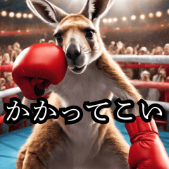 Kangaroo boxer