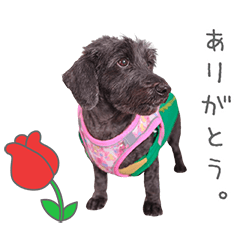 StampNo:4787
