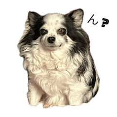 ringo_20250220123001