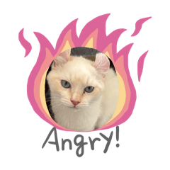 yuncha_20250220103639