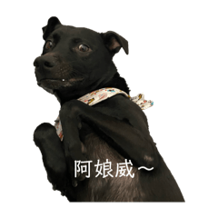 Q醬の日常