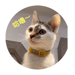 牛牛日記。