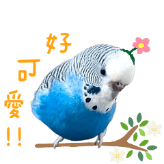一隻虎皮鸚鵡冰淇淋❤️