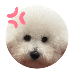 Bobo bobobobo