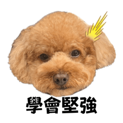 地獄惡犬 貴賓狗5
