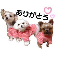 3dogdogdog