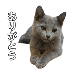 Russian blue cat 1