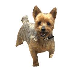 choco_20250220153737