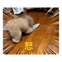 狗狗日常0001