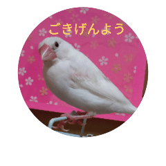Sakura Java Pi