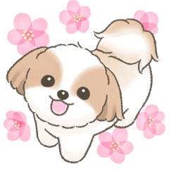 Lovely Shih Tzu Spring Sticker