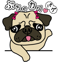 gly but cute pug dog