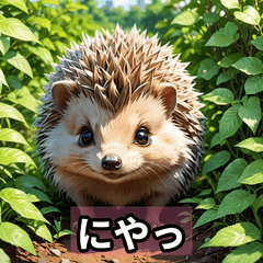 Hedgehog Expressions