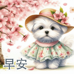 Maltese/ cherry blossom say good morning