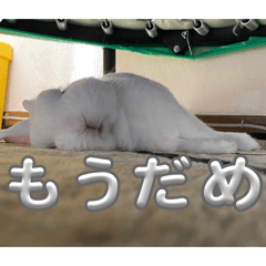 masa_20250220205113