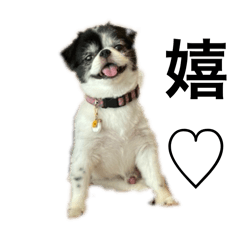 my name is pittexi