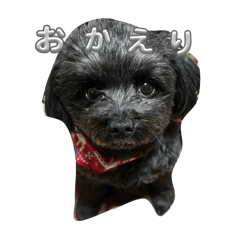Pomeranian and toypoodles