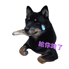 黑仔的日常1