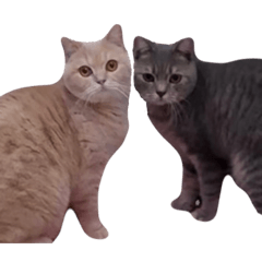 PUFF&YUNI
