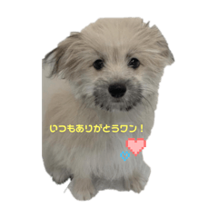 sasa_20250220184503