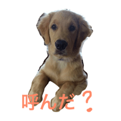 Golden Retriever Life