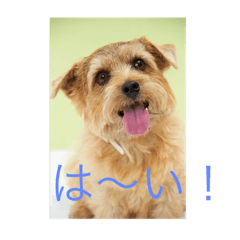 Hana, a Norfolk Terrier