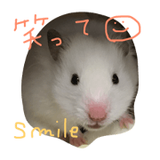 It is our hamsters.