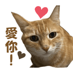 橘橘的逆襲