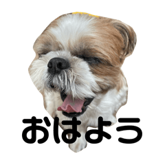 ShellyCo_20250221222543