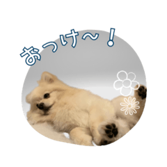 nc.nissy_20250221203127