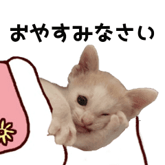 動く リアルむぎ 猫 Line スタンプ Line Store