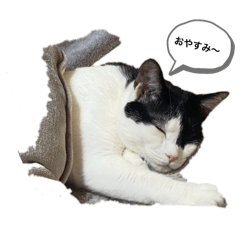 shachiku_20250222101942